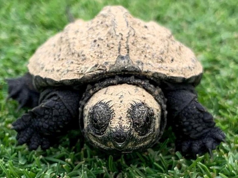 Tek izlegnuta kornjača.