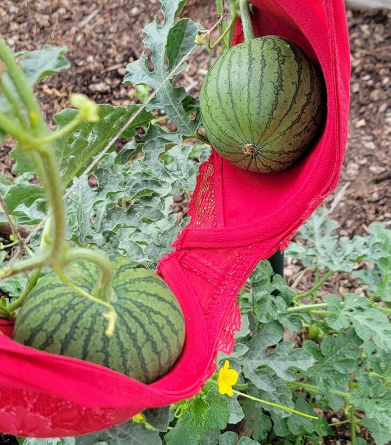 8. Potpora za lubenice u rastu😂