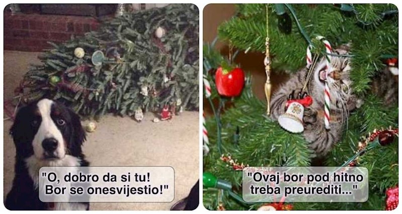 20 kućnih ljubimaca koji su se odlučili fizički obračunati s božićnim jelkama