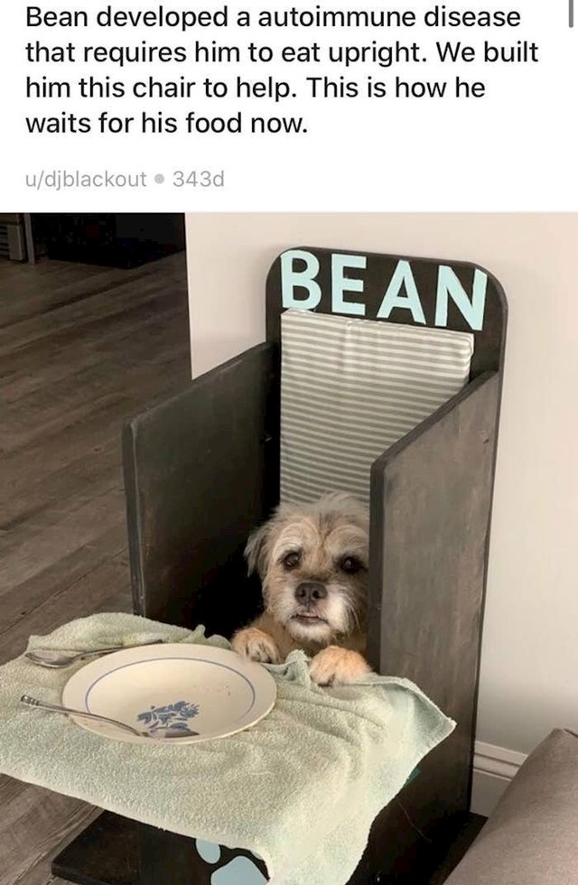 2. "Naš pas Bean obolio je od autoimune bolesti zbog koje mora jesti uspravan. Kako bismo mu olakšali, napravili smo ovu stolicu. I ovako od sada dobiva svaki svoj obrok."