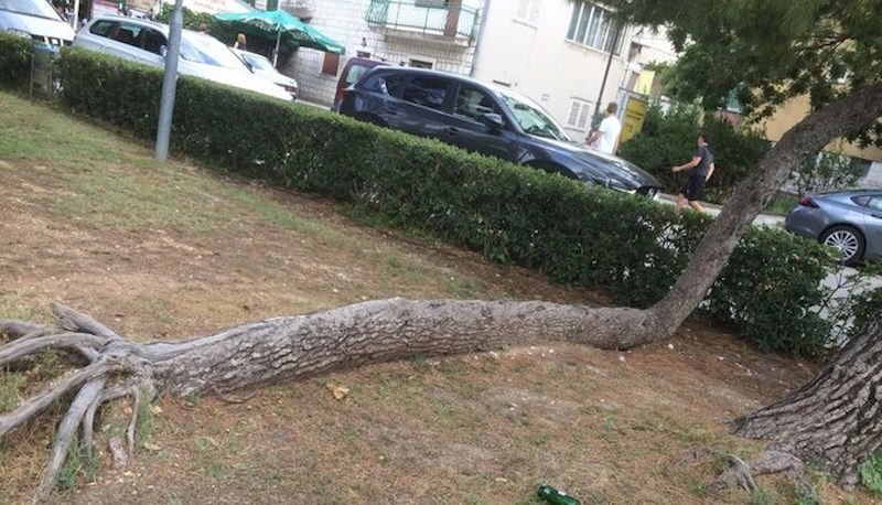 2. Stablo se srušilo nakon oluje i nastavilo rasti