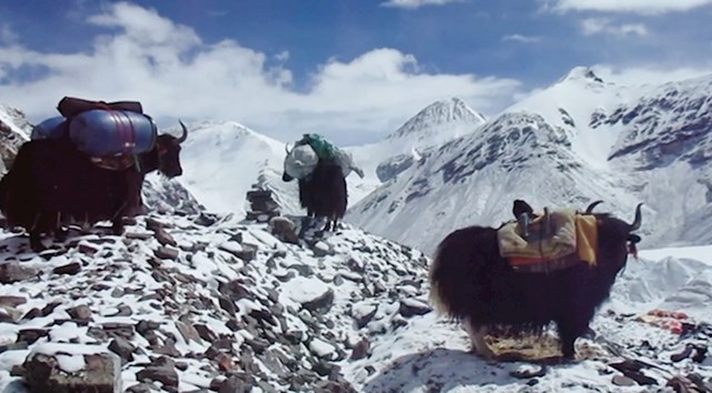 U akciji su sudjelovale i lokalne nepalske vlasti koje su poslale jake, posebnu vrstu goveda, koji su pomagali u čišćenju i spuštanju smeća s planine.