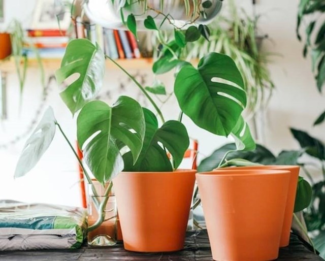 10. Filodendron