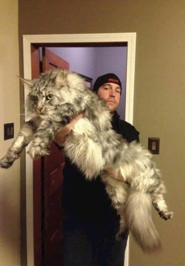 Najveća mačna na svijetu, norveška sniježna mačka.