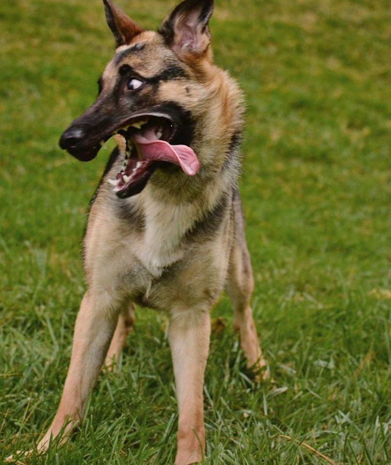 4. "Moj tata udomio je ovu kujicu preko jedne udruge i zamolio me da ju snimim da im može poslati fotku. Evo rezultata."