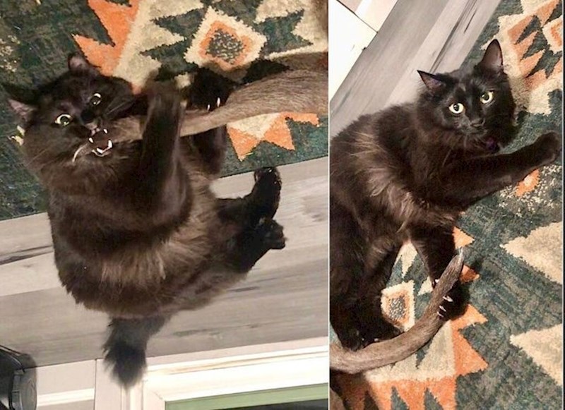 12. Grize rep svojeg brata i uopće mu nije žao.