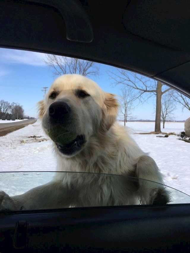 6. "Ovaj simpatični pas samo se stvorio na prozoru mojeg auta i htio da se igram s njim."