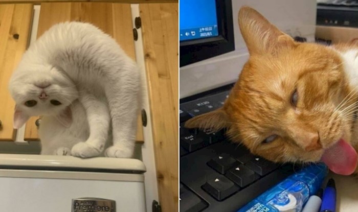 20+ ljudi pokazali su fotke svojih mačaka koje izgledaju kao da su se pokvarile i sve nas nasmijali