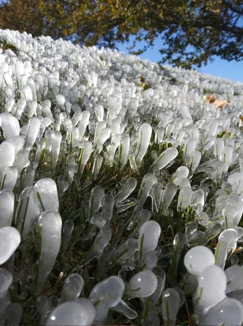 "Zamrznuta trava koja izgleda kao da je s drugog planeta."