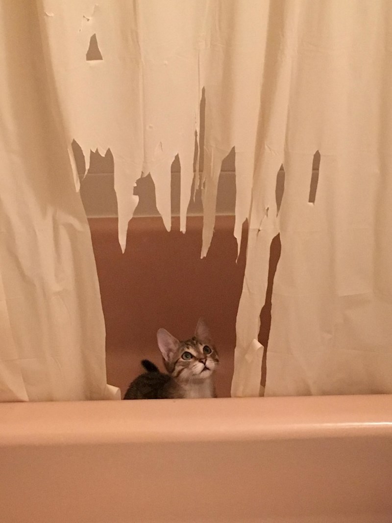 21. "Na trenutak je izgledala kao da joj je žao, ali onda je nastavila s grebanjem."