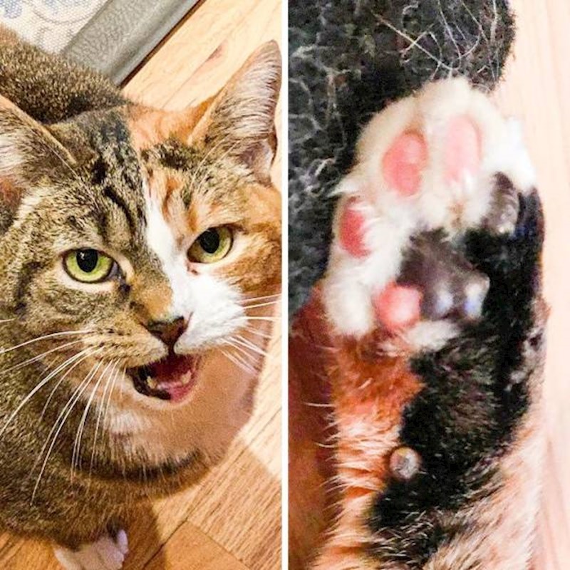 Maca sa zbilja zanimljivim šarama.