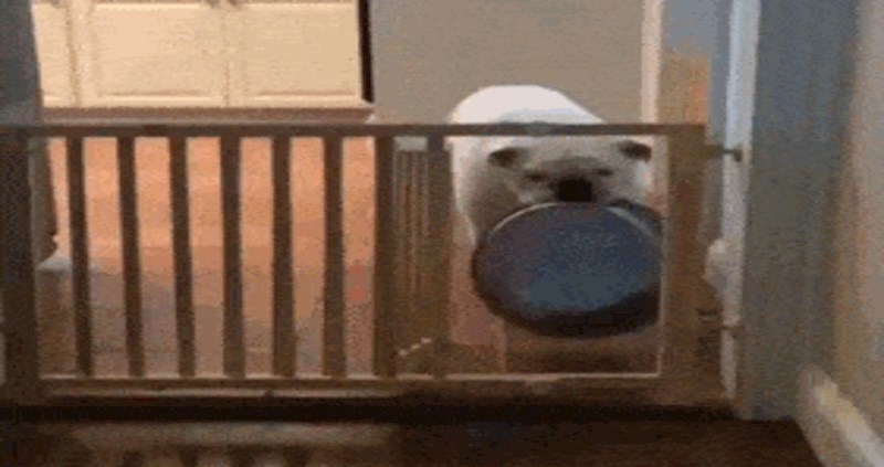 Morate vidjeti kako se ovaj pas bori sa zdjelicom za hranu