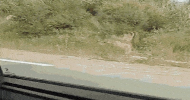 Vozili su se cestom i odjednom susreli tipa s najčudnijim prijevoznim sredstvom ikad viđenim