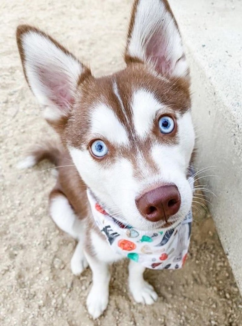 15. Izgleda kao da nosi masku!