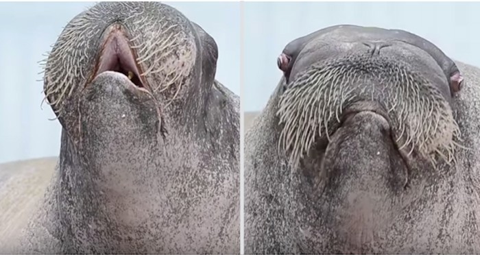 VIDEO Plakat ćete od smijeha kad čujete urnebesno urlikanje ovog morža