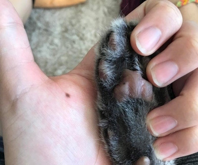 10. "Moja mačka i ja imamo madež na istom mjestu!"