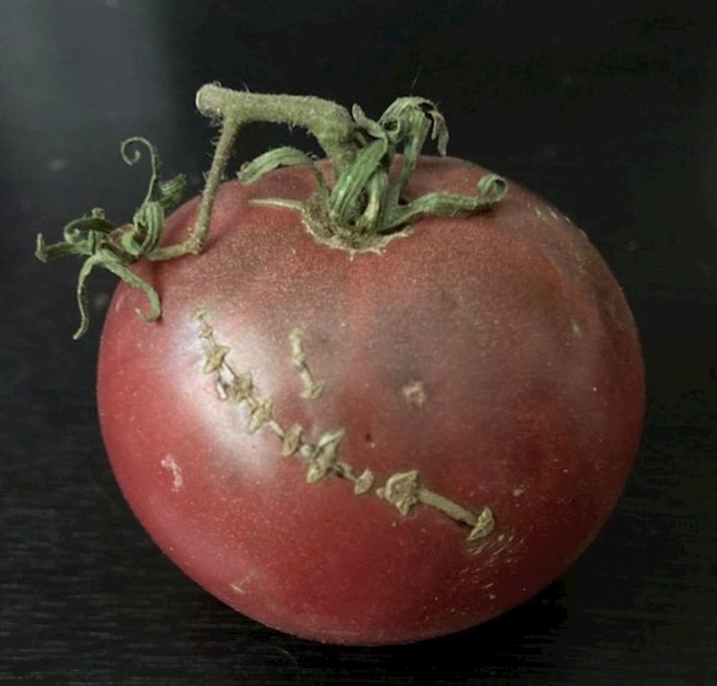 10. Rajčica koja je samu sebe "zašila"