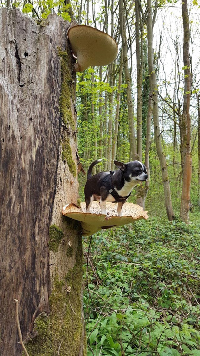 urnebesne fotke pasa koji su iz nekog razloga odlučili sjesti na gljive