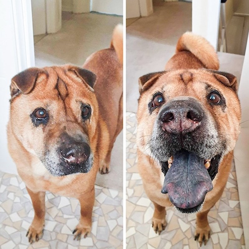 5. "Moj pas prije i nakon što sam mu rekla da je dobar dečko."