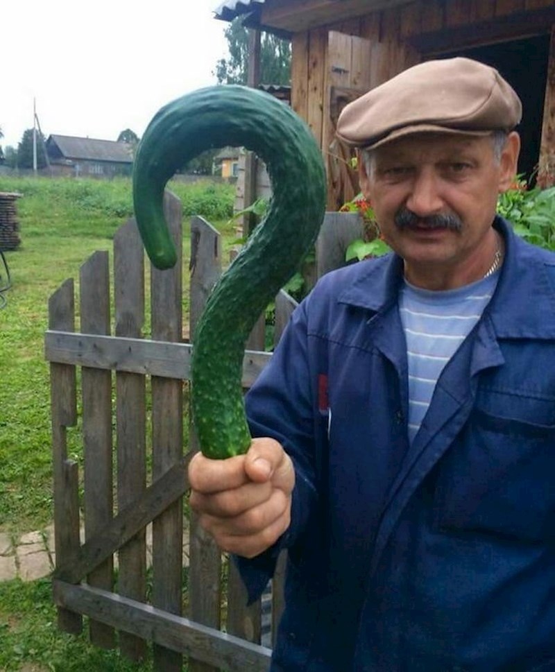 4. Krastavac kojem ništa nije jasno, a ni nama