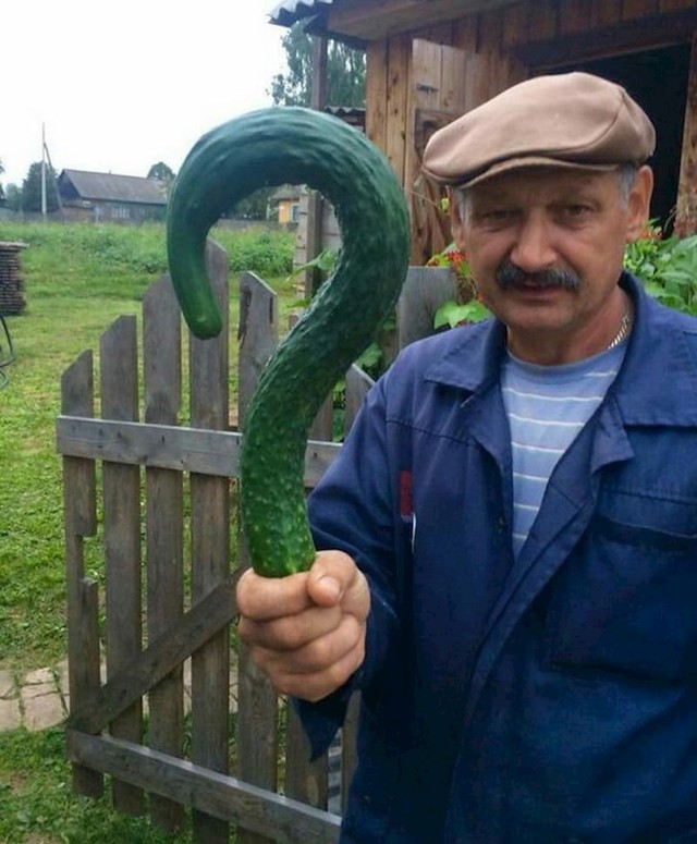 4. Krastavac kojem ništa nije jasno, a ni nama