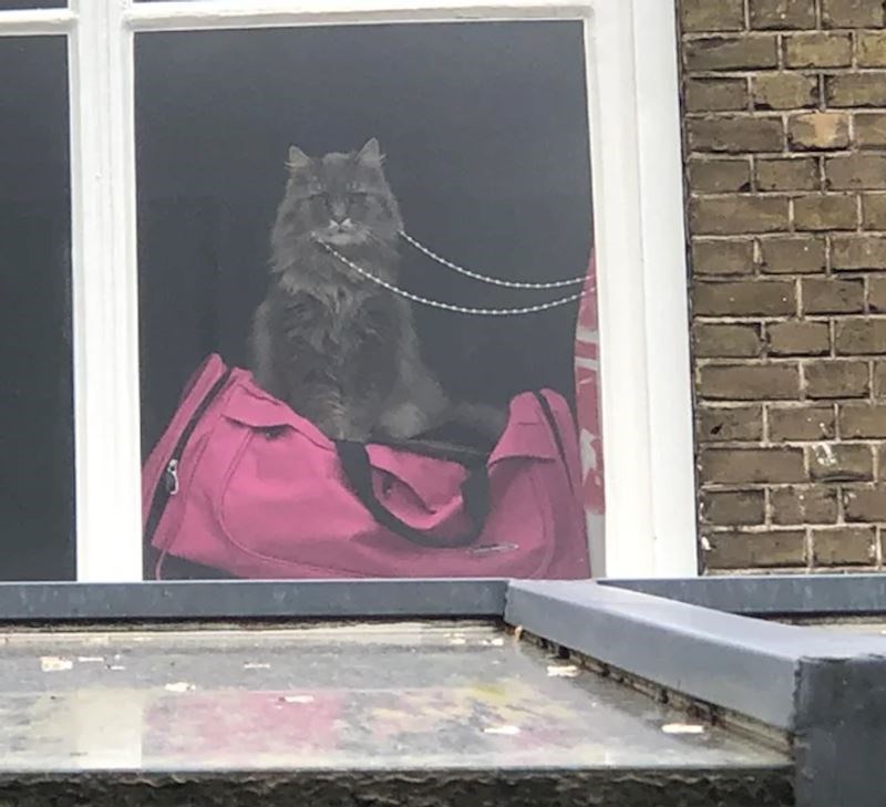 9. Ništa ne može uznemiriti ovu macu