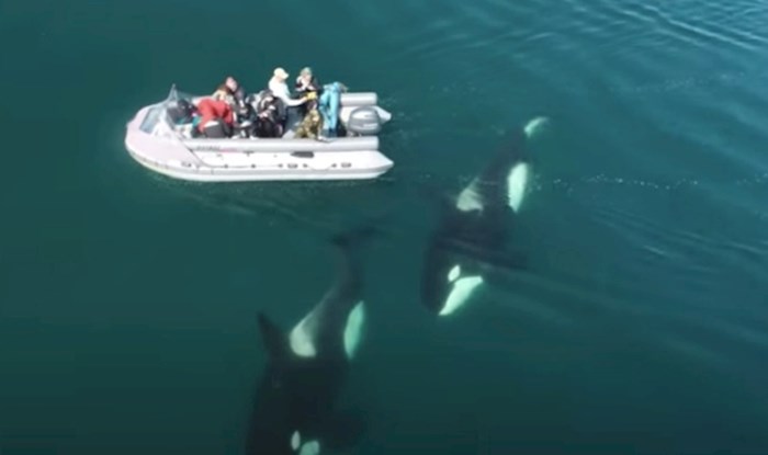 Dron je snimio skupinu kitova orka kako plivaju oko čamca, morate vidjeti ovaj rijedak prizor