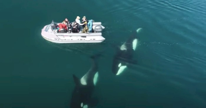 Dron je snimio skupinu kitova orka kako plivaju oko čamca, morate vidjeti ovaj rijedak prizor