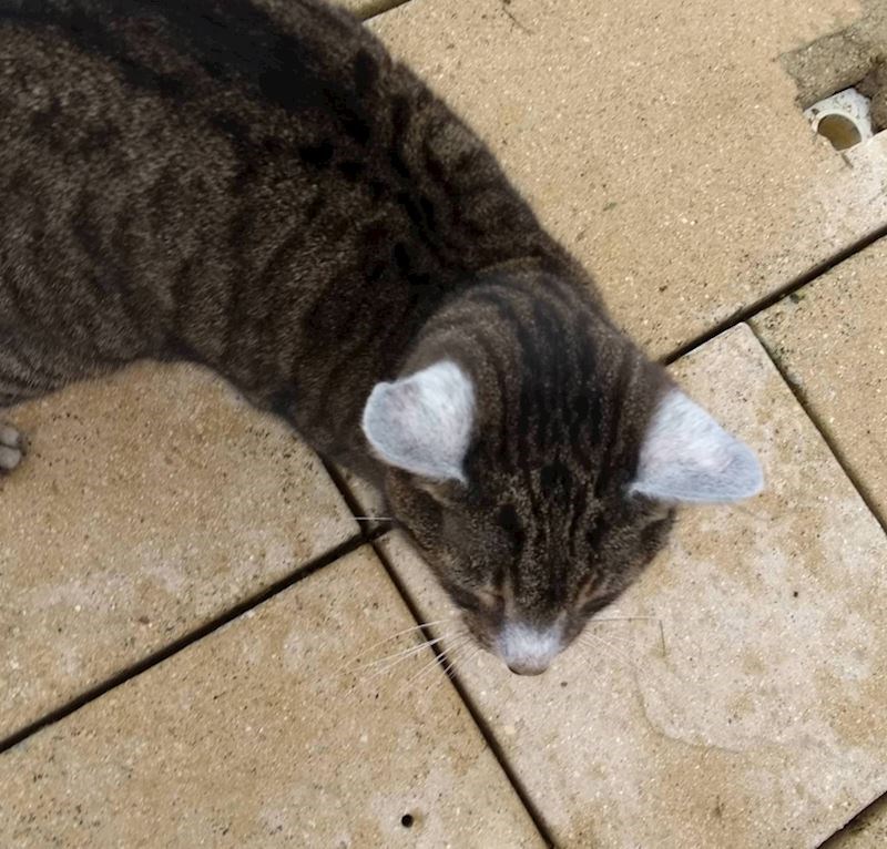 12. Samo uši su joj posijedile