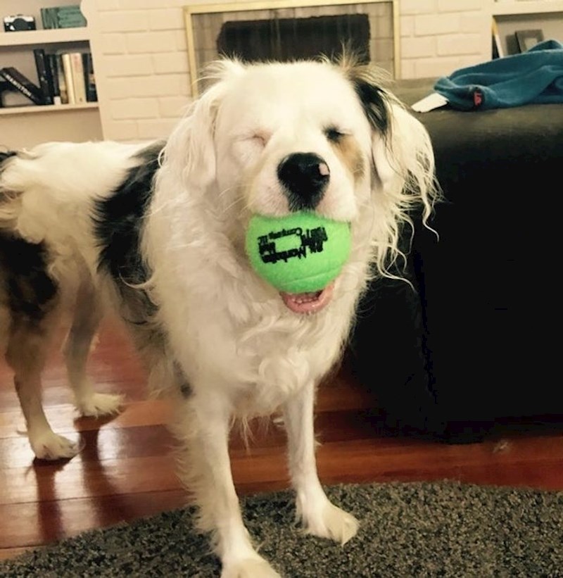 16. Gluha je i napola slijepa, ali i dalje obožava loptice. Ova joj je najdraža!❤️