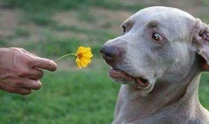 Ako imate loš dan, nema šanse da vas ove fotke pasa s cvijećem ne oraspolože