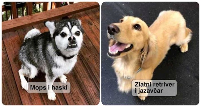 12 fotki koje pokazuju što se događa kad se psi različitih pasmina zaljube