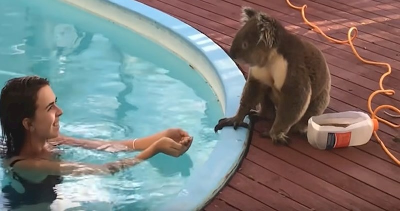 VIDEO Preslatka divlja koala odlučila se sprijateljiti sa svojim "susjedima"