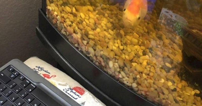 Lik je svojoj zlatnoj ribici omogućio jednu zabavnu aktivnost, ovo još niste vidjeli