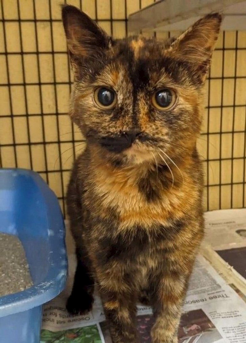 Mačka koja zbog svojih šara izgleda kao da nema nos.