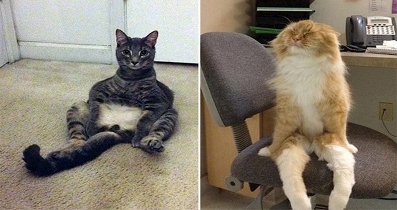 20 urnebesnih fotki mačaka u najčudnijim mogućim pozama