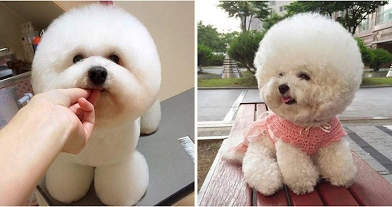 Ove čudne okrugle 'frizure' su posljednji krik pseće mode