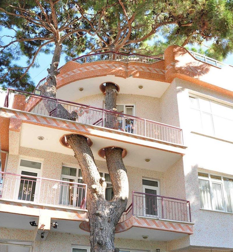 3. Nisu htjeli srušiti 300 godina staro stablo kako bi podigli zgradu, pa su pronašli zadovoljavajuće rješenje