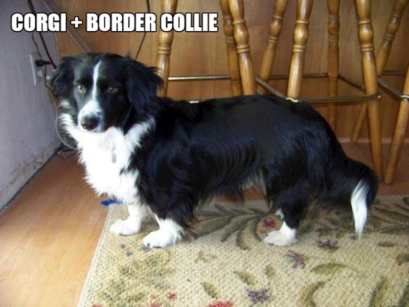 10. Korgi + border collie