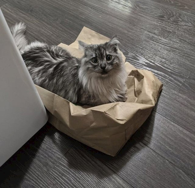 17. Ako pitate mace, reći će vam da su papirnate vrećice i kartonske kutije najbolje igračke!