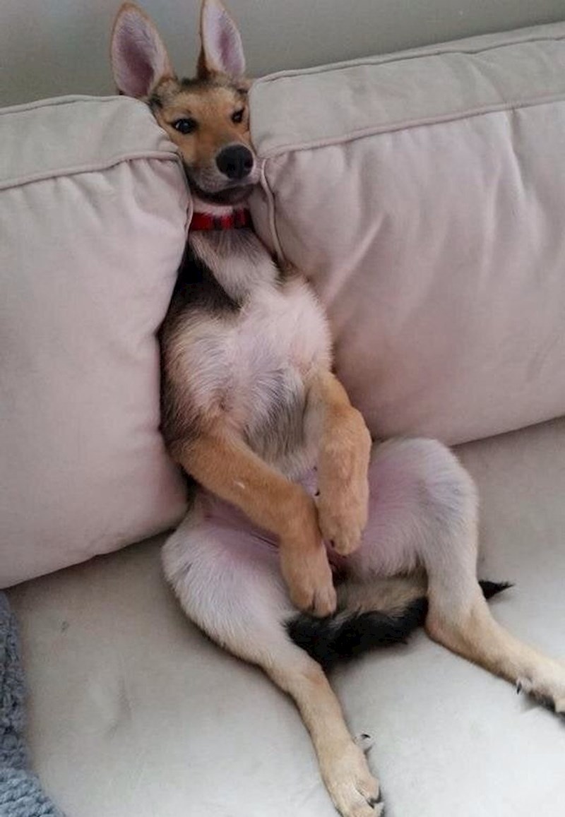 10. "Ovo bi trebao biti njemački ovčar? Prije, klokan."