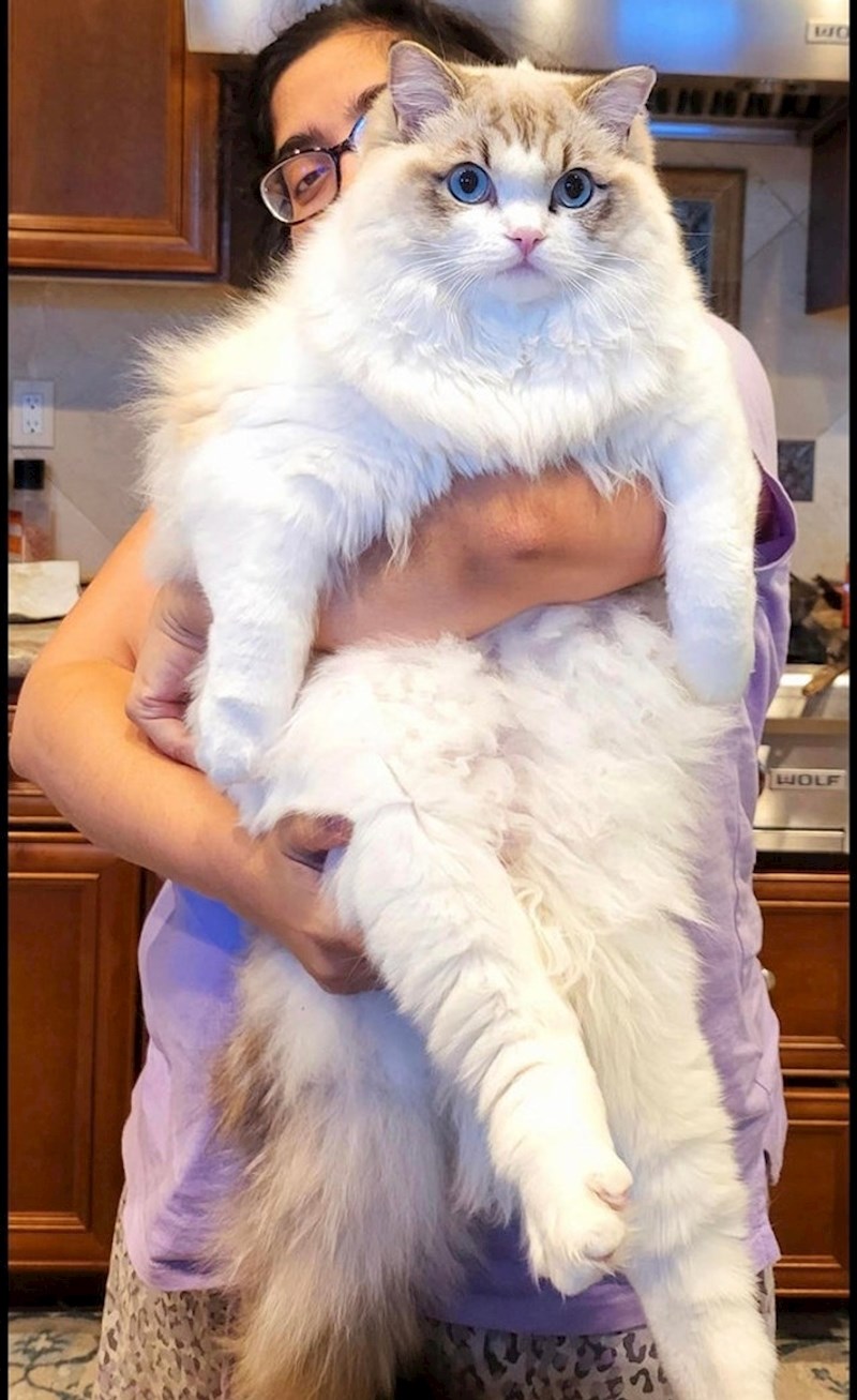 16. Možete li vjerovati da ova mačka ima samo 8 mjeseci?