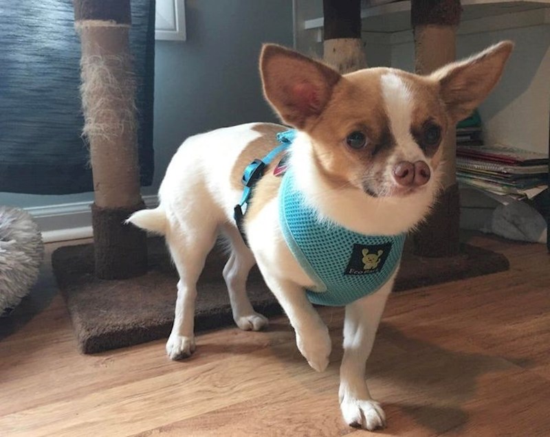 1. Izzy ima jako neobičnu njuškicu koja ju čini jedinstvenom i najslađom na svijetu.🥰