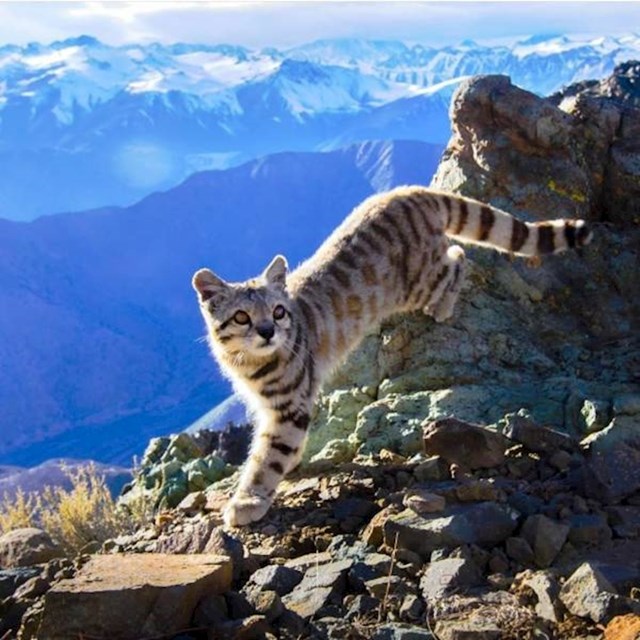 Vrlo rijetka andska planinska mačka.