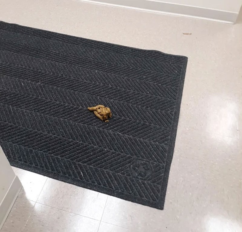 5. Kolega je doveo psa u ured neki dan. Pas se olakšao na otirač, a kad sam ga zamolila da pokupi to rekao je da ima posla i da zamolim nekog drugog...😳