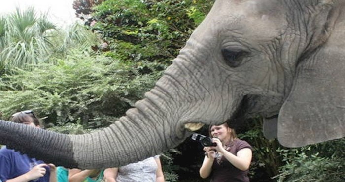 Simpatičnog slona naživcirali su dosadni turisti s fotoaparatima, pogledajte što je napravio