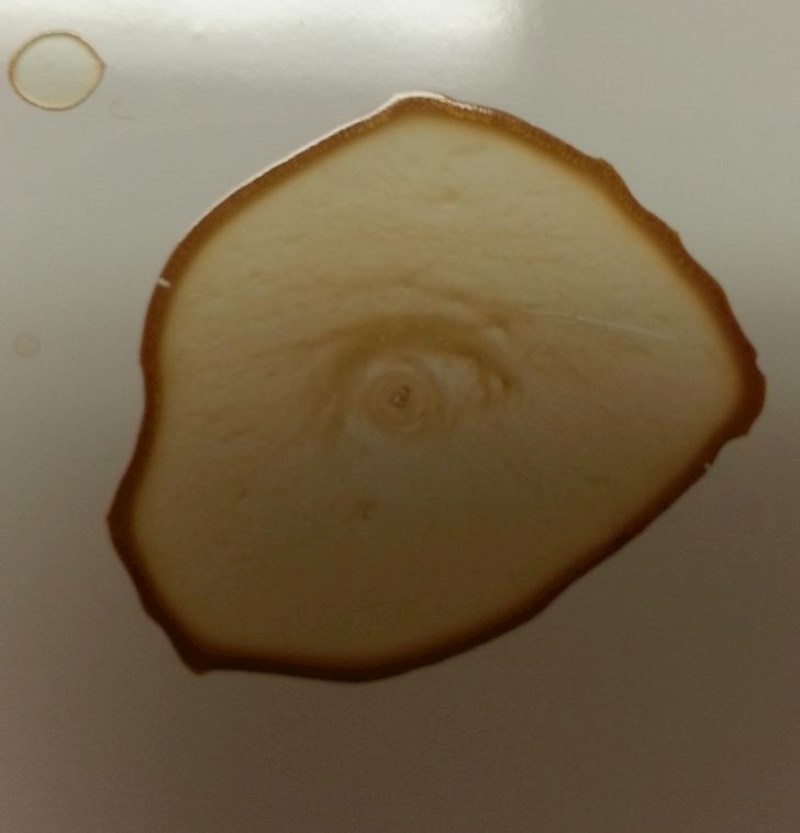 11. "Prolila sam kavu i kad sam se vratila s krpom primijetila sam da me mrlja gleda..."