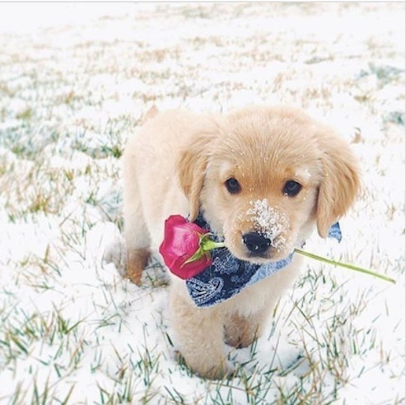 14. Kako ovome ikad reći ne??!🥺