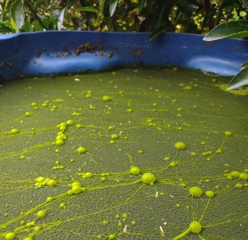 8. Nekakve čudne bakterije