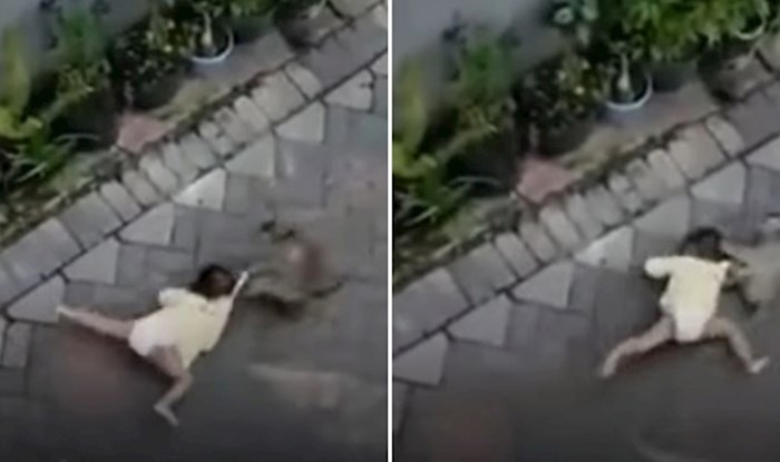 VIDEO Kakva scena: majmun na biciklu pokušao je oteti djevojčicu